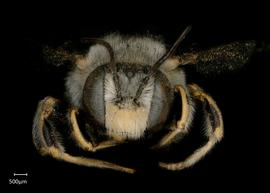   Anthidium palmarum nbsp;male face, photo: Jeni Sidwell

