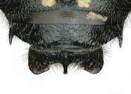   Anthidium atripoides  male, dorsal view of seventh tergum (T7), photo: Chelsey Ritner 
