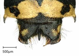   Anthidium clypeodentatum nbsp;male, dorsal view of seventh tergum (T7), photo: Tevan Brady 
