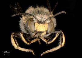   Anthidium clypeodentatum nbsp;male face, photo: Tevan Brady 
