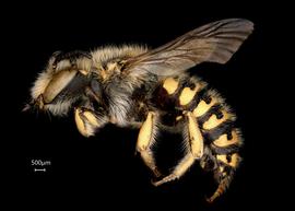  Anthidium clypeodentatum nbsp;male lateral habitus, photo: Tevan Brady 
