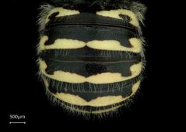   Anthidium clypeodentatum nbsp;female abdomen, photo: Tevan Brady 

