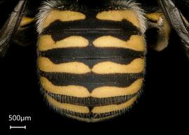   Anthidium edwardsii nbsp;female abdomen, photo: Tevan Brady 
