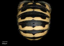   Anthidium duomarginatum nbsp;male abdomen, photo: Tevan Brady
