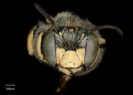   Anthidium duomarginatum nbsp;male face, photo: Tevan Brady 
