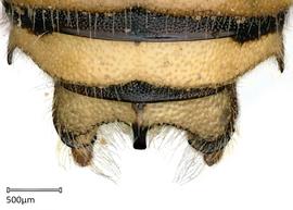   Anthidium duomarginatum nbsp;male, dorsal view of seventh tergum (T7), photo: Tevan Brady 

