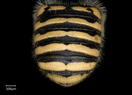   Anthidium duomarginatum nbsp;female abdomen, photo: Tevan Brady 

