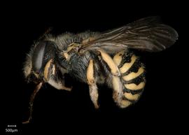   Anthidium duomarginatum nbsp;female lateral habitus, photo: Tevan Brady 
