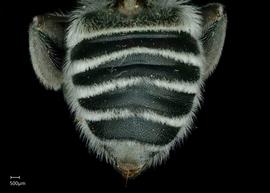   Megachile townsendiana  female abdomen, photo: Jeni Sidwell 
