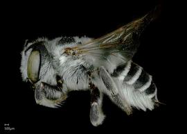   Megachile townsendiana  female lateral habitus, photo: Jeni Sidwell 
