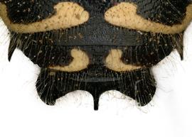   Anthidium palliventre  male, dorsal view of seventh tergum (T7), photo: Jeni Sidwell 
