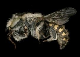   Anthidium palliventre  male lateral habitus, photo: Jeni Sidwell 
