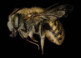   Anthidium palliventre  female lateral habitus, photo: Jeni Sidwell 
