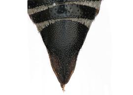   Coelioxys germana  female T6, photo: C. Ritner 
