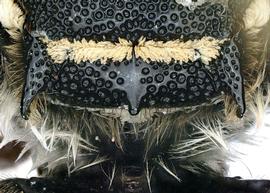   Coelioxys totonaca  female scutellum, photo: C. Ritner 
