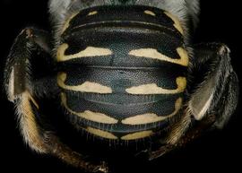   Anthidium psoraleae  female abdomen, photo: Jeni Sidwell 
