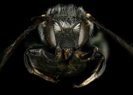   Anthidium psoraleae  female face, photo: Jeni Sidwell 
