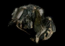   Anthidium psoraleae  female lateral habitus, photo: Jeni Sidwell 
