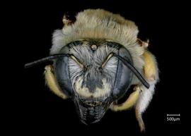   Anthidium rodecki nbsp;female face, photo: Chelsey Ritner 

