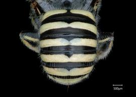   Anthidium rodecki nbsp;female abdomen, photo: Chelsey Ritner 
