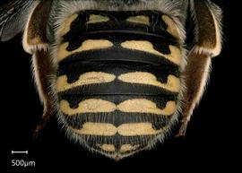   Anthidium banningense nbsp;female abdomen, photo: Tevan Brady 
