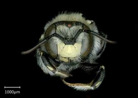   Anthidium utahense nbsp;male face, photo: Chelsey Ritner 
