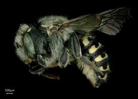   Anthidium clypeodentatum nbsp;female lateral habitus, photo: Tevan Brady 
