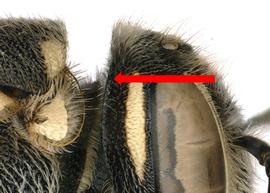   Dianthidium parvum  female preoccipital carina, photo: C. Ritner 
