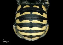   Anthidium utahense nbsp;female abdomen, photo: Chelsey Ritner 
