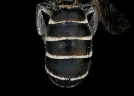   Chelostoma californicum  female abdomen, photo: T. Brady 
