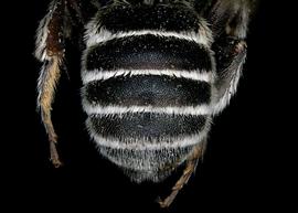   Ashmeadiella californica  female abdomen, photo: T. Brady 
