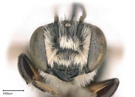   Megachilenbsp;mendica nbsp;male face, photo: Colleen Meidt 
