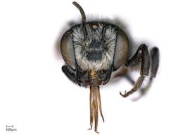   Megachilenbsp;montivaga nbsp;male face, photo: Joshua Hengel 
