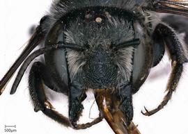   Megachilenbsp;montivaga nbsp;female face, photo: Joshua Hengel 
