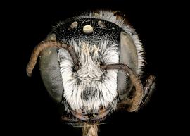   Ashmeadiella gillettei  male face, photo: C. Ritner 
