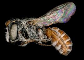   Ashmeadiella gillettei  male lateral habitus, photo: C. Ritner 
