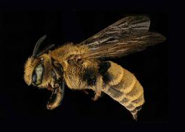   Dioxys aurifuscus  female lateral habitus, photo: C. Ritner 
