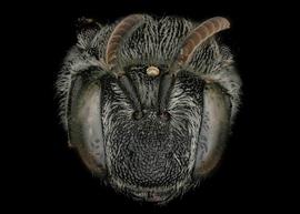   Dioxys pomonae  female face, photo: C. Ritner 
