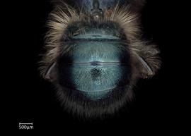   Osmia lignaria  male abdomen, photo: Chelsey Ritner 
