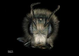   Osmia lignaria  male face, photo: Chelsey Ritner 
