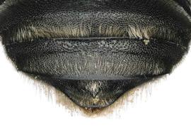   Trachusa perdita  female T6 with median preapical spine, photo: C. Ritner 
