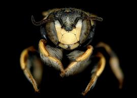   Anthidiellum notatum  male face, photo: C. Ritner 
