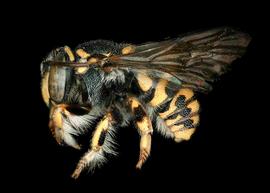   Anthidiellum notatum  male lateral habitus, photo: C. Ritner 
