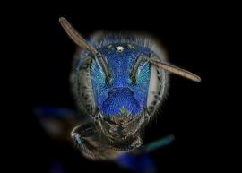   Osmia gaudiosanbsp; female face, photo: Chelsey Ritner 
