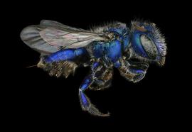   Osmia gaudiosanbsp; female lateral habitus, photo: Chelsey Ritner 
