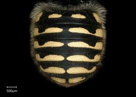   Anthidium collectum nbsp;female abdomen, photo: Tevan Brady 
