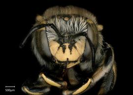   Anthidium collectum nbsp;female face, photo: Tevan Brady 
