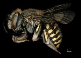   Anthidium collectum nbsp;female lateral habitus, photo: Tevan Brady 
