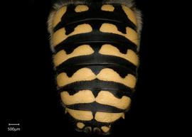   Anthidium placitum nbsp;male abdomen, photo: Jeni Sidwell 
