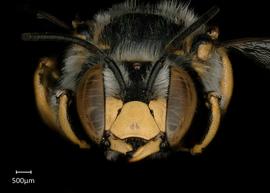   Anthidium placitum nbsp;male face, photo: Jeni Sidwell 
